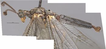 Media type: image;   Entomology 10619 Aspect: habitus lateral view